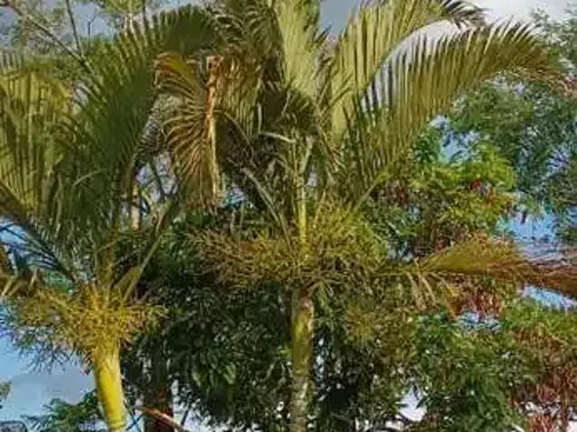 Sítio e chácara venda em Condomínio Gren Ville II, Boituva