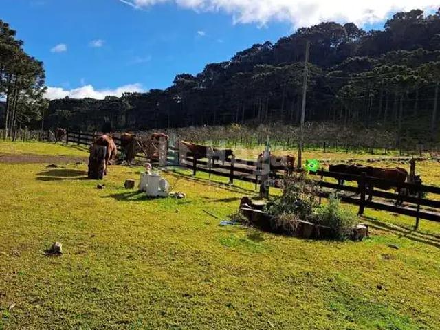 Sítio e chácara venda em Região Geográfica Imediata de Lages, Bom Jardim da Serra