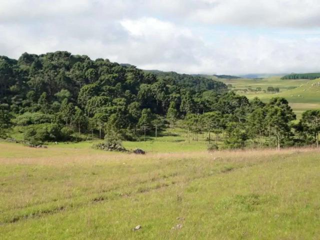 Sítio e chácara venda em Região Geográfica Imediata de Lages, Bom Jardim da Serra