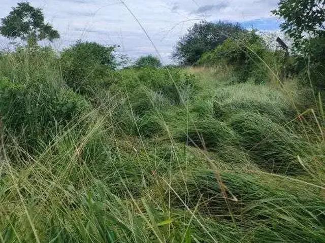 Sítio e chácara venda em Região Geográfica Imediata de Vacaria, Bom Jesus