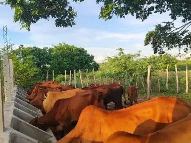 Sítio e chácara venda em Região Geográfica Imediata de Vacaria, Bom Jesus