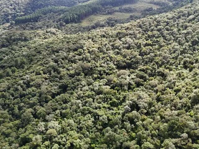 Sítio e chácara venda em Região Geográfica Imediata de Lages, Bom Retiro