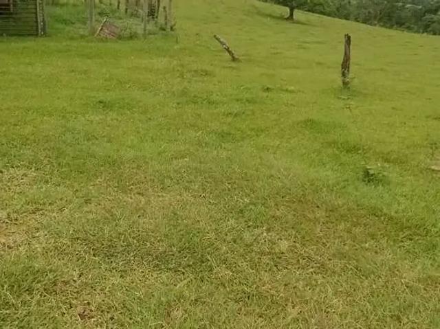 Sítio e chácara venda em Região Geográfica Imediata de Apucarana, Bom Sucesso