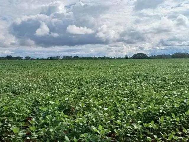 Sítio e chácara venda em Região Geográfica Imediata do Distrito Federal, Região Integrada de Desenvolvimento do Distrito Federal e Entorno