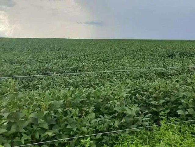 Sítio e chácara venda em Região Geográfica Imediata do Distrito Federal, Região Integrada de Desenvolvimento do Distrito Federal e Entorno