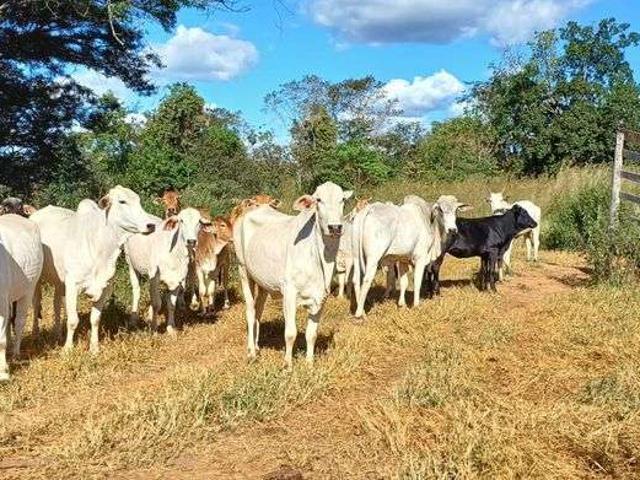 Sítio e chácara venda em Itapoã, Região Geográfica Intermediária do Distrito Federal