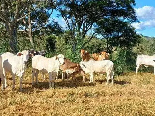 Sítio e chácara venda em Região Geográfica Imediata do Distrito Federal, Região Integrada de Desenvolvimento do Distrito Federal e Entorno
