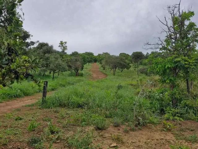 Sítio e chácara venda em Região Geográfica Imediata do Distrito Federal, Região Integrada de Desenvolvimento do Distrito Federal e Entorno