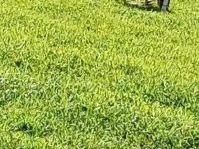 Sítio e chácara venda em Região Imediata de Jundiaí, Cabreuva