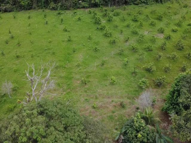 Sítio e chácara venda em Japuíba, Cachoeiras de Macacu
