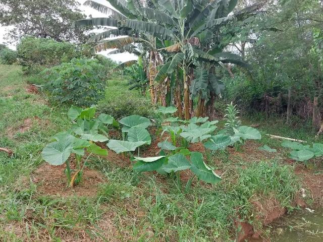 Sítio e chácara venda em Região Geográfica Imediata de Cachoeiro de Itapemirim, Cachoeiro de Itapemirim