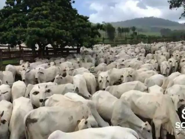 Sítio e chácara venda em Região Geográfica Imediata de Jataí-Mineiros, Caiapônia