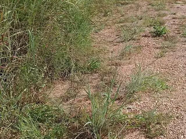 Sítio e chácara venda em Região Geográfica Imediata de Caldas Novas-Morrinhos, Caldas Novas