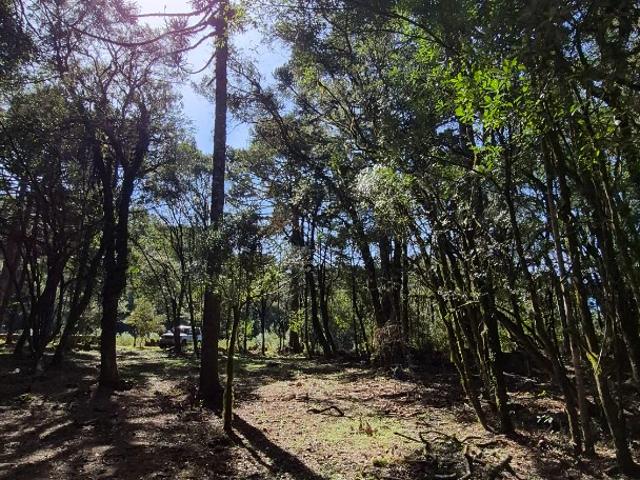 Sítio e chácara venda em Região Geográfica Imediata de Caxias do Sul, Cambara do Sul