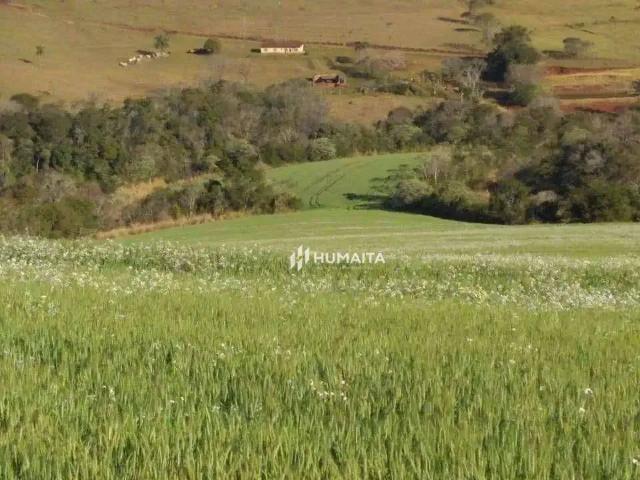 Sítio e chácara venda em Região Geográfica Imediata de Londrina, Cambé