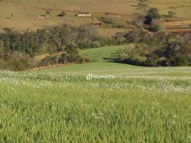 Sítio e chácara venda em Região Geográfica Imediata de Londrina, Cambé
