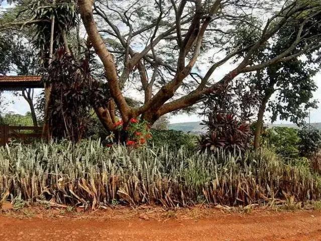 Sítio e chácara venda em Região Geográfica Imediata de Londrina, Cambé