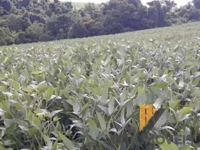 Sítio e chácara venda em Região Geográfica Imediata de Campo Mourão, Campina da Lagoa