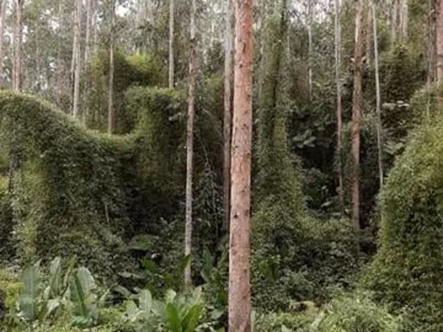 Sítio e chácara venda em Campina Grande do Sul, Região Geográfica Intermediária de Curitiba