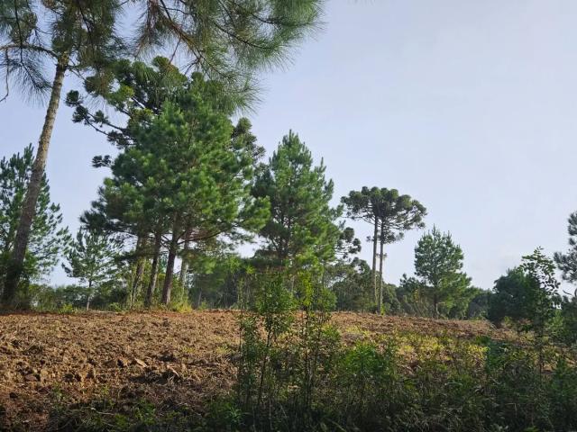Sítio e chácara venda em Campina Grande do Sul, Região Geográfica Intermediária de Curitiba