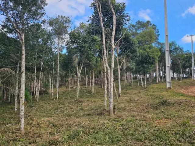 Sítio e chácara venda em Região Geográfica Imediata de Curitiba, Região Metropolitana de Curitiba