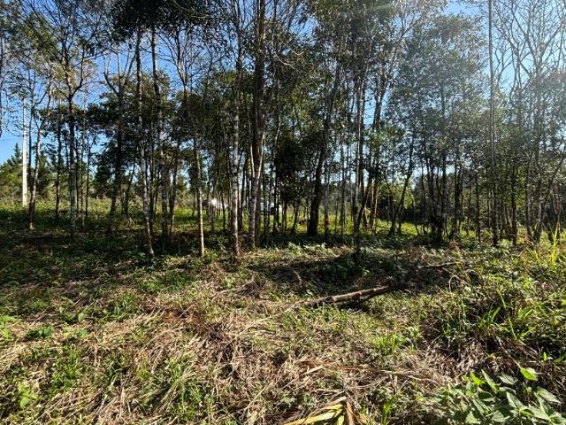 Sítio e chácara venda em Campina Grande do Sul, Região Geográfica Intermediária de Curitiba