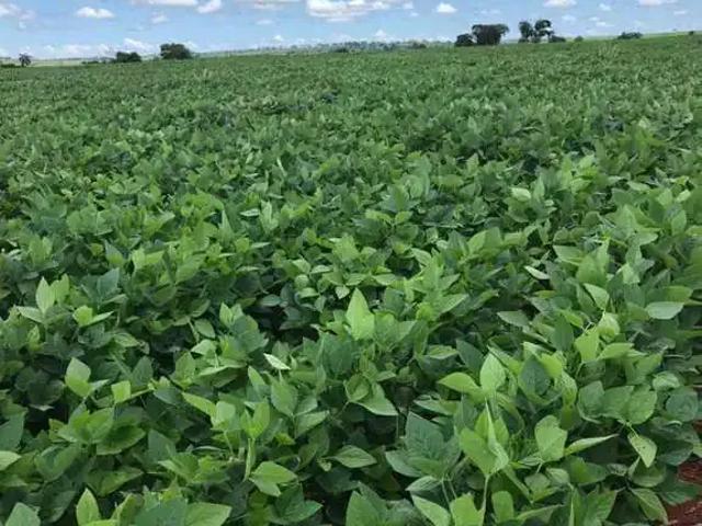 Sítio e chácara venda em Região Geográfica Imediata de Água Boa, Campinápolis