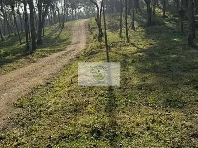 Sítio e chácara venda em Região Geográfica Imediata de São Bento do Sul-Rio Negrinho, Campo Alegre