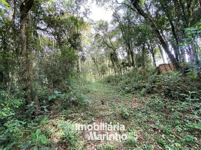 Sítio e chácara venda em Região Geográfica Imediata de São Bento do Sul-Rio Negrinho, Campo Alegre