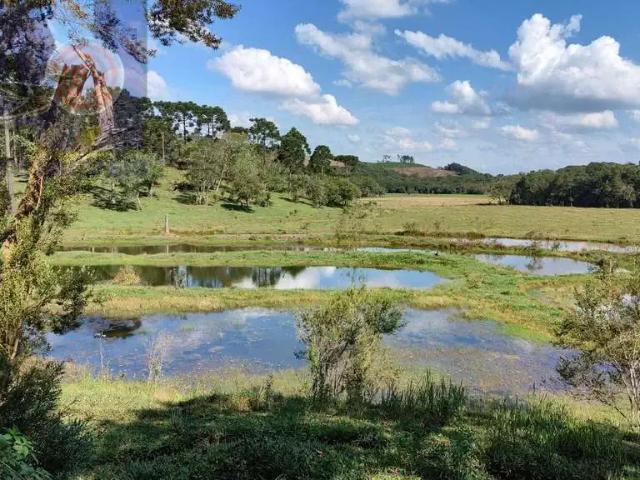 Sítio e chácara venda em Região Geográfica Imediata de São Bento do Sul-Rio Negrinho, Campo Alegre