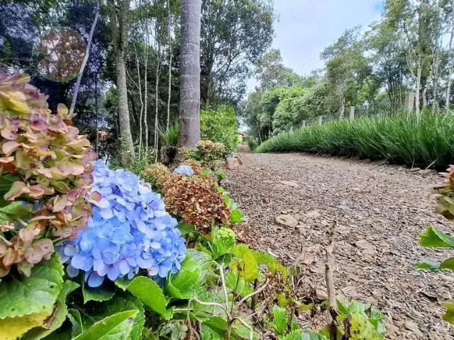 Sítio e chácara venda em Região Geográfica Imediata de São Bento do Sul-Rio Negrinho, Campo Alegre