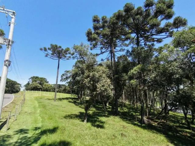 Sítio e chácara venda em Região Geográfica Imediata de São Bento do Sul-Rio Negrinho, Campo Alegre