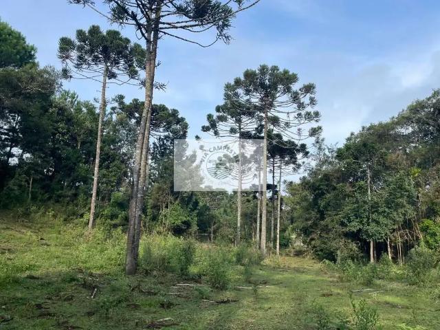 Sítio e chácara venda em Região Geográfica Imediata de São Bento do Sul-Rio Negrinho, Campo Alegre