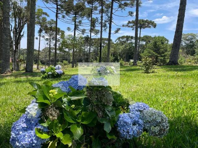 Sítio e chácara venda em Região Geográfica Imediata de Iporá, Palestina de Goiás