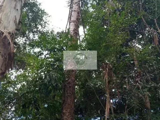 Sítio e chácara venda em Região Geográfica Imediata de São Bento do Sul-Rio Negrinho, Campo Alegre