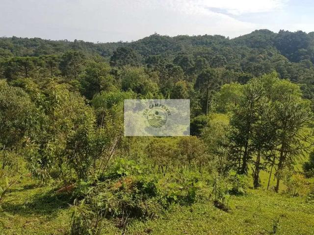 Sítio e chácara venda em Região Geográfica Imediata de São Bento do Sul-Rio Negrinho, Campo Alegre