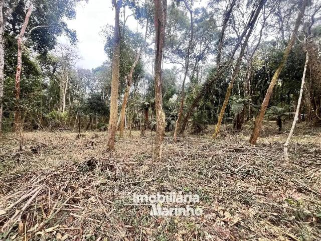 Sítio e chácara venda em Região Geográfica Imediata de São Bento do Sul-Rio Negrinho, Campo Alegre