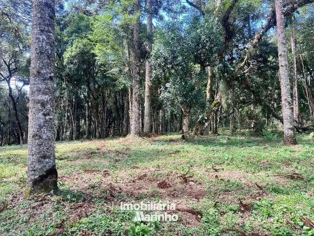 Sítio e chácara venda em Região Geográfica Imediata de São Bento do Sul-Rio Negrinho, Campo Alegre