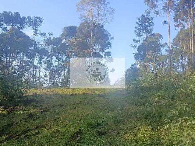 Sítio e chácara venda em Região Geográfica Imediata de São Bento do Sul-Rio Negrinho, Campo Alegre
