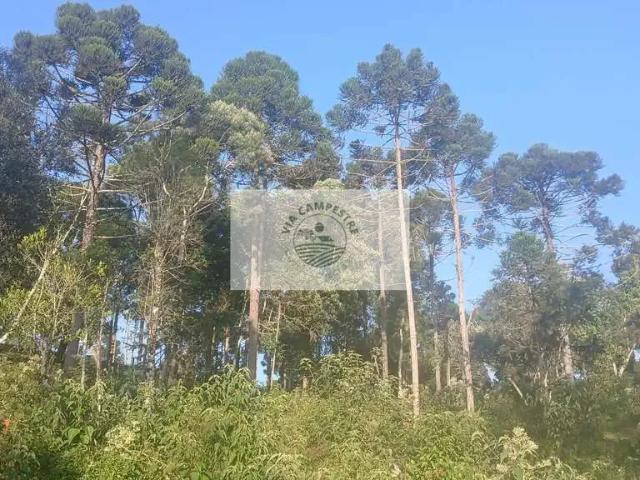 Sítio e chácara venda em Região Geográfica Imediata de São Bento do Sul-Rio Negrinho, Campo Alegre