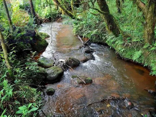 Sítio e chácara venda em Região Geográfica Imediata de São Bento do Sul-Rio Negrinho, Campo Alegre