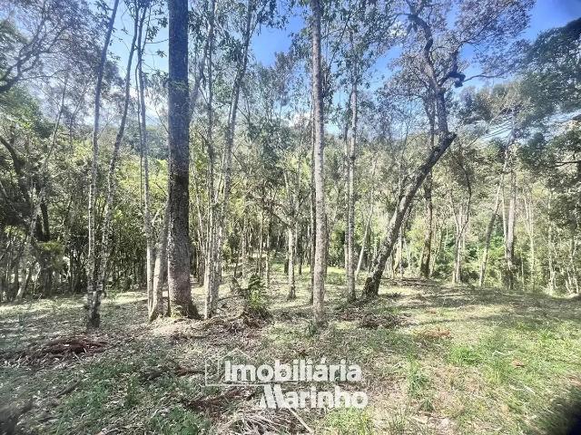 Sítio e chácara venda em Região Geográfica Imediata de São Bento do Sul-Rio Negrinho, Campo Alegre