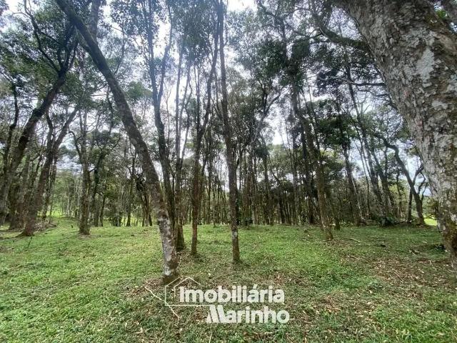 Sítio e chácara venda em Região Geográfica Imediata de São Bento do Sul-Rio Negrinho, Campo Alegre