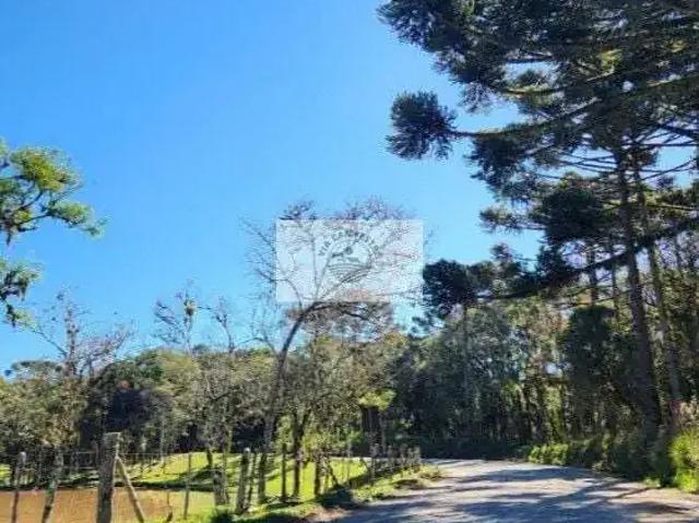 Sítio e chácara venda em Região Geográfica Imediata de São Bento do Sul-Rio Negrinho, Campo Alegre