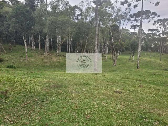 Sítio e chácara venda em Região Geográfica Imediata de São Bento do Sul-Rio Negrinho, São Bento do Sul