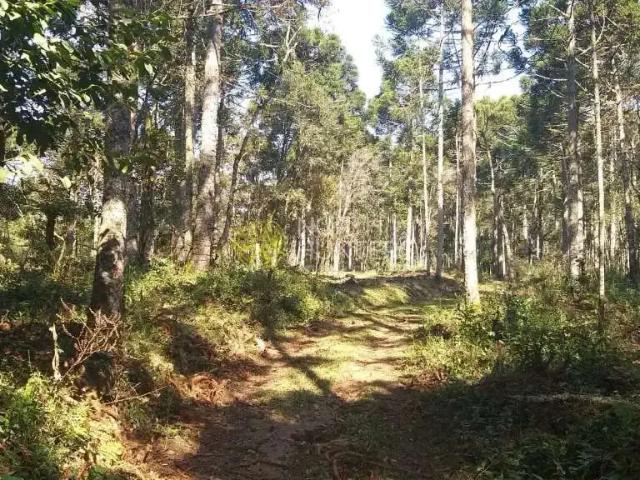 Sítio e chácara venda em Região Geográfica Imediata de São Bento do Sul-Rio Negrinho, Campo Alegre
