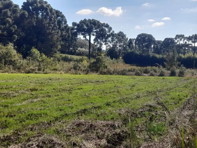 Sítio e chácara venda em Região Geográfica Imediata de Curitiba, Campo do Tenente