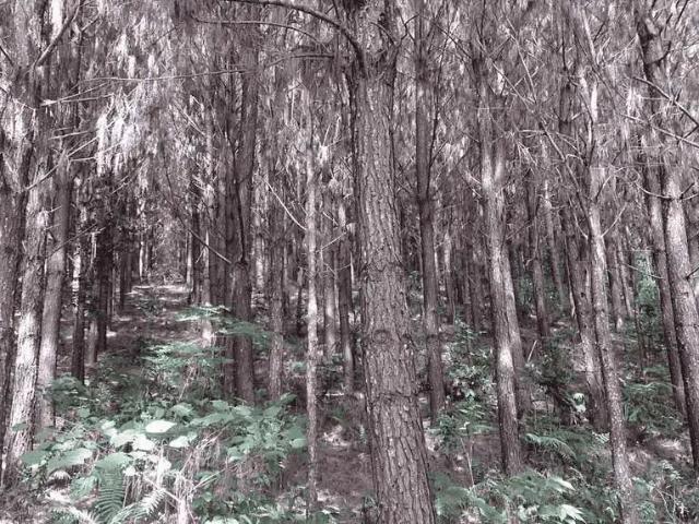 Sítio e chácara venda em Centro, Campo Largo