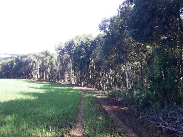 Sítio e chácara venda em Região Geográfica Imediata de Curitiba, Região Metropolitana de Curitiba