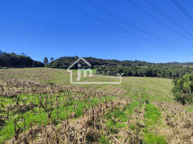 Sítio e chácara venda em Incepa, Campo Largo